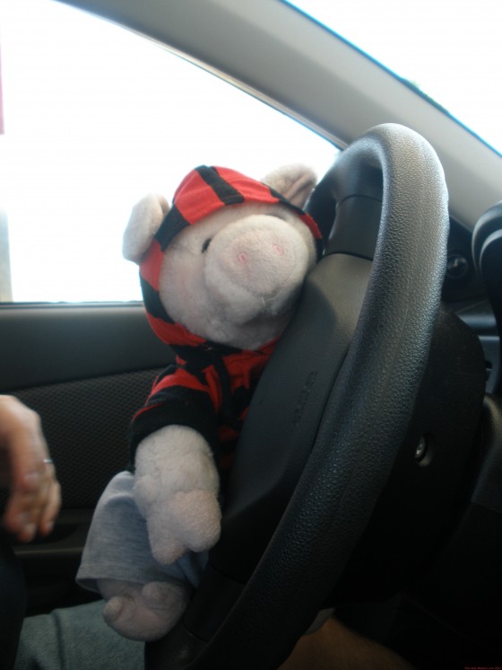 Apple Pig Wanted To Drive. We Didn't Let Him, But We Put Him In The Steering Wheel When We Were Stopped.