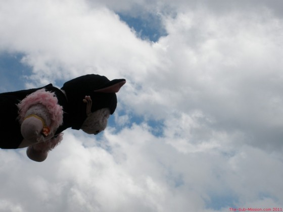 Biggle Piggle Flying High!