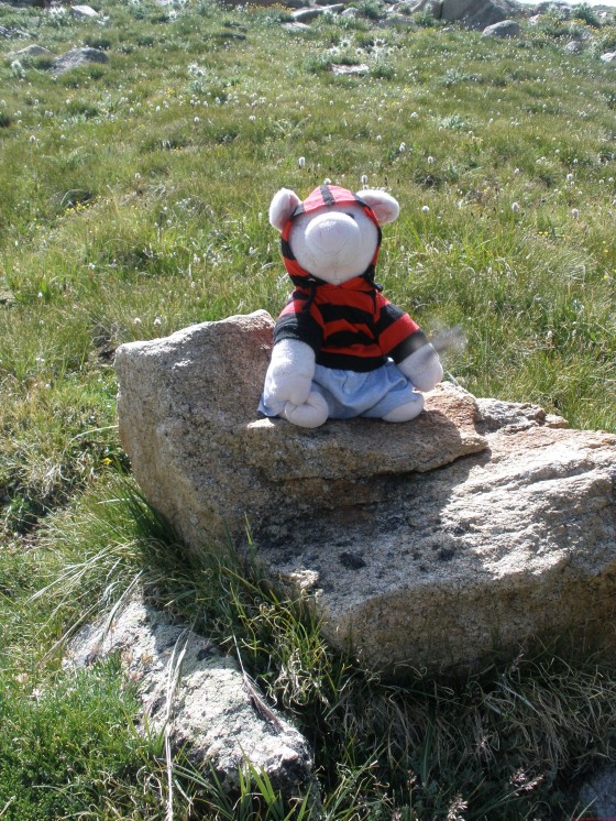 Apple Pig At Altitude