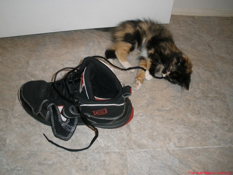 Look How Tiny She IS! :)  She's Attacking Master's Shoe Lace.