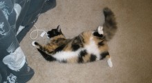 Serenade Sunday Nibbling A Cord