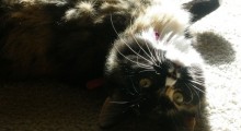 Serenade Sunday First Sunbeam
