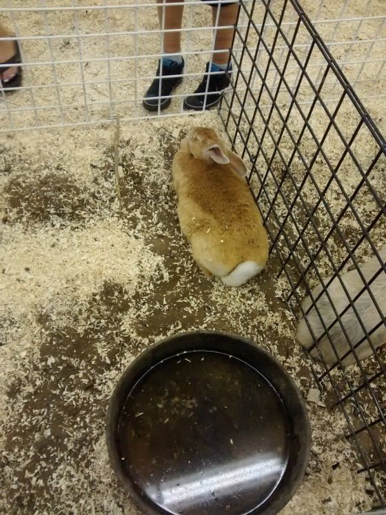 bunny